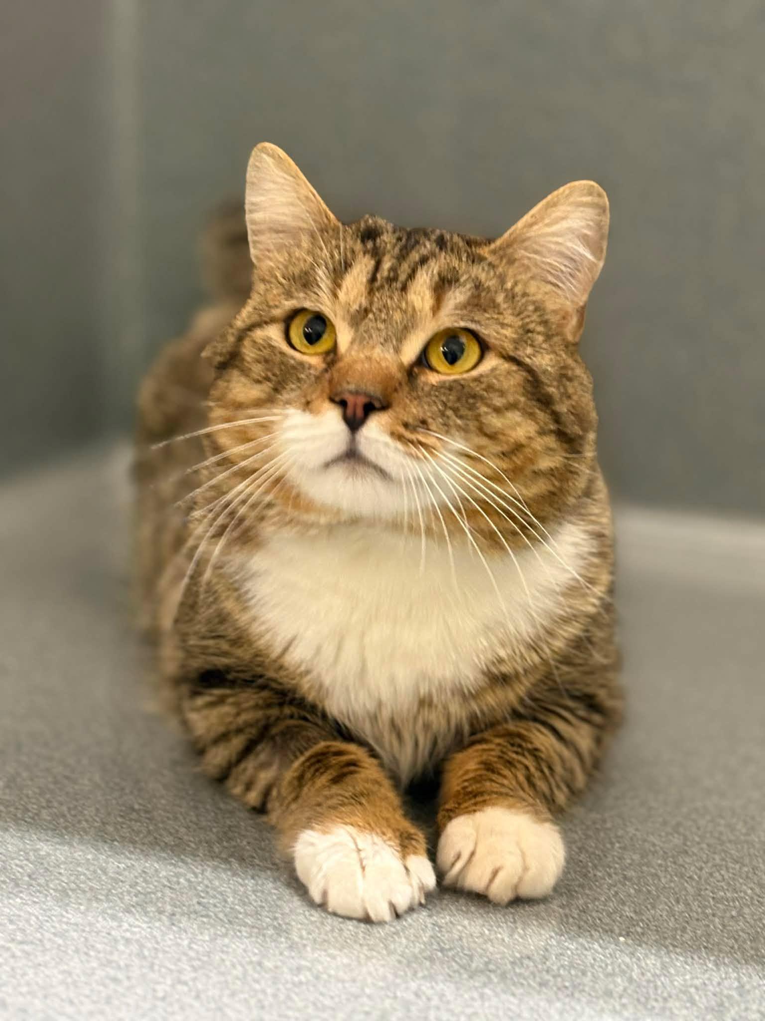 Enlarge Harold, a ADOPTABLE Domestic Short Hair in Paris, ME image 1/5