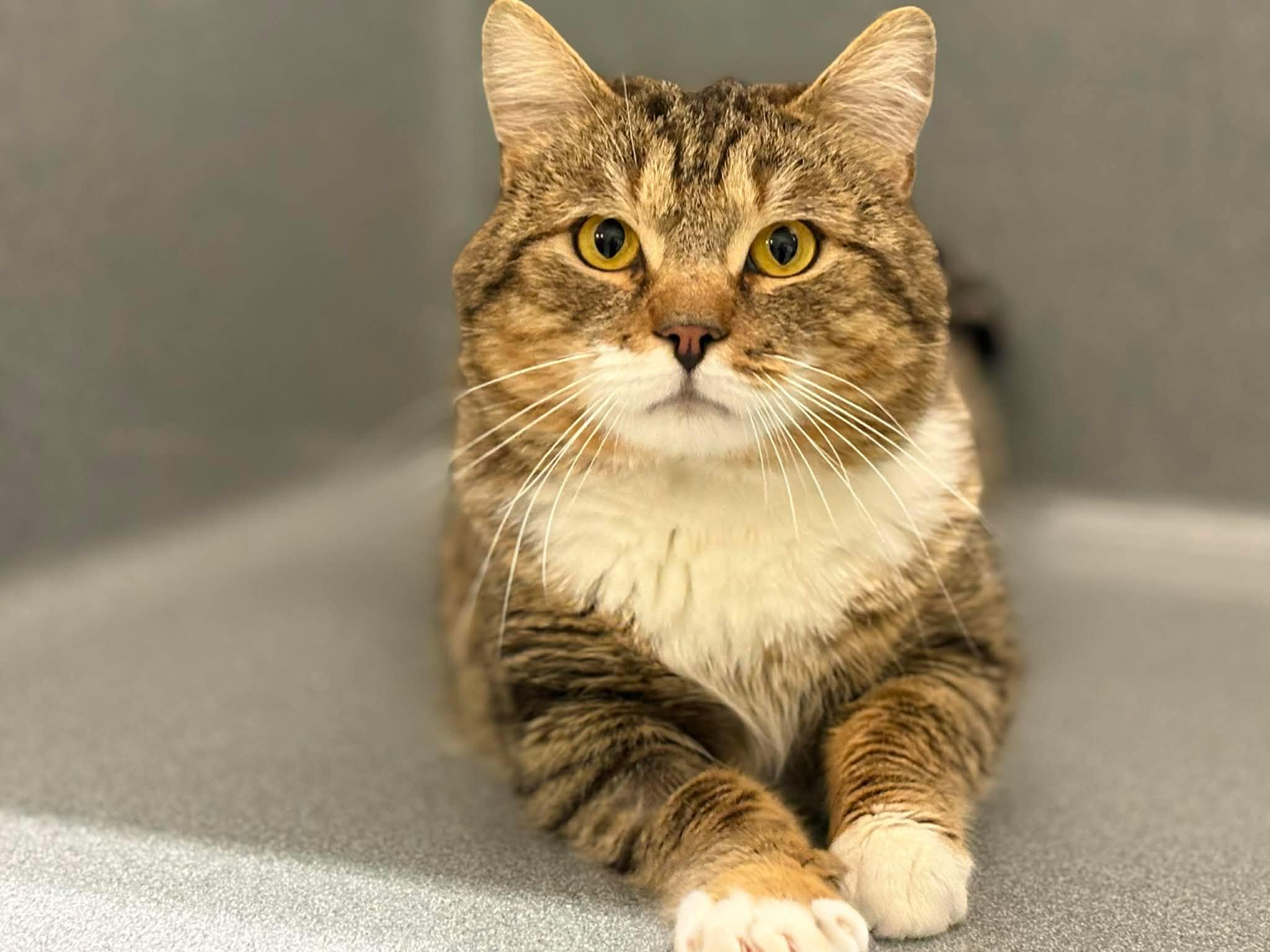 Enlarge Harold, a ADOPTABLE Domestic Short Hair in Paris, ME image 2/5