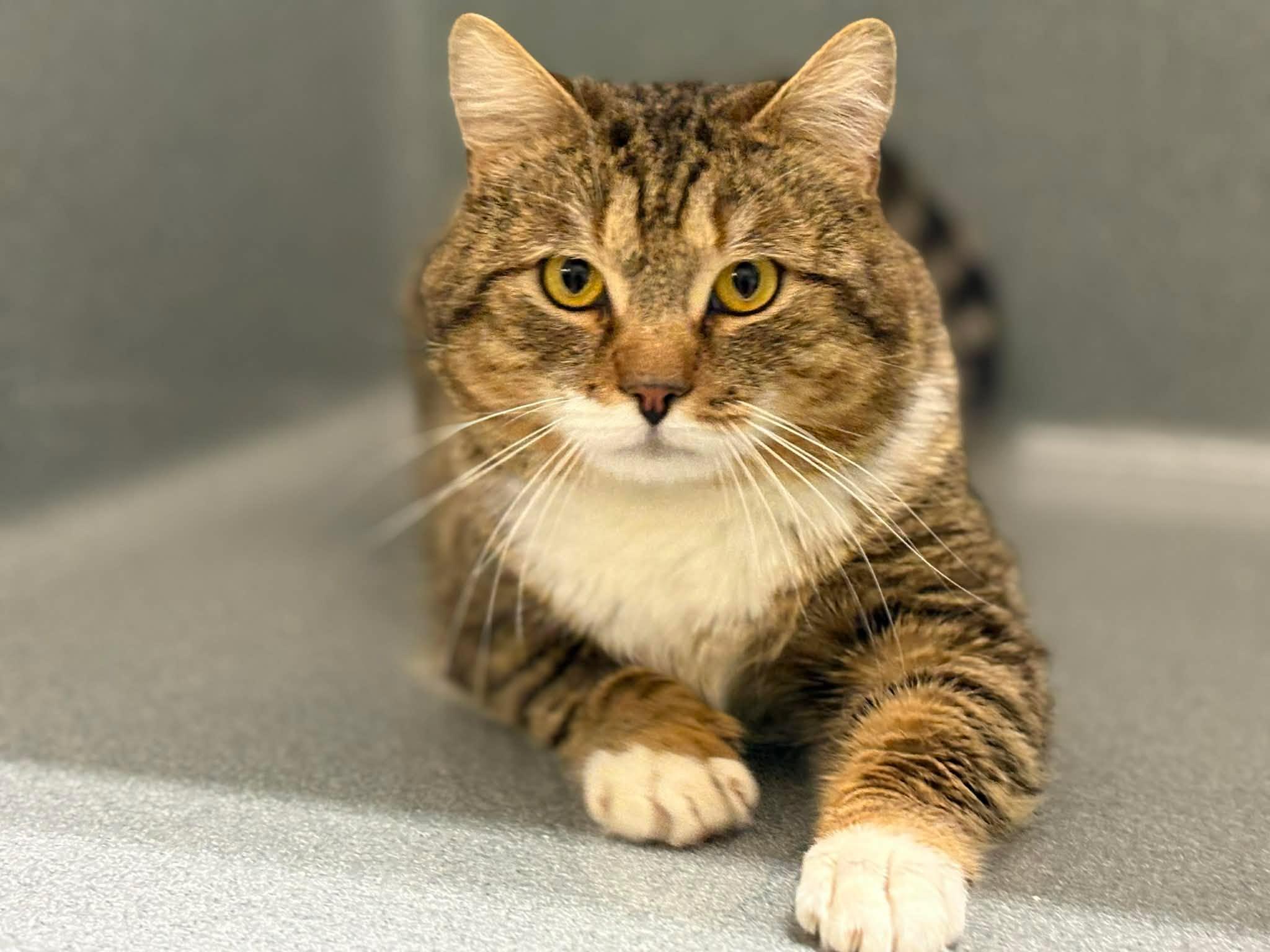 Enlarge Harold, a ADOPTABLE Domestic Short Hair in Paris, ME image 4/5