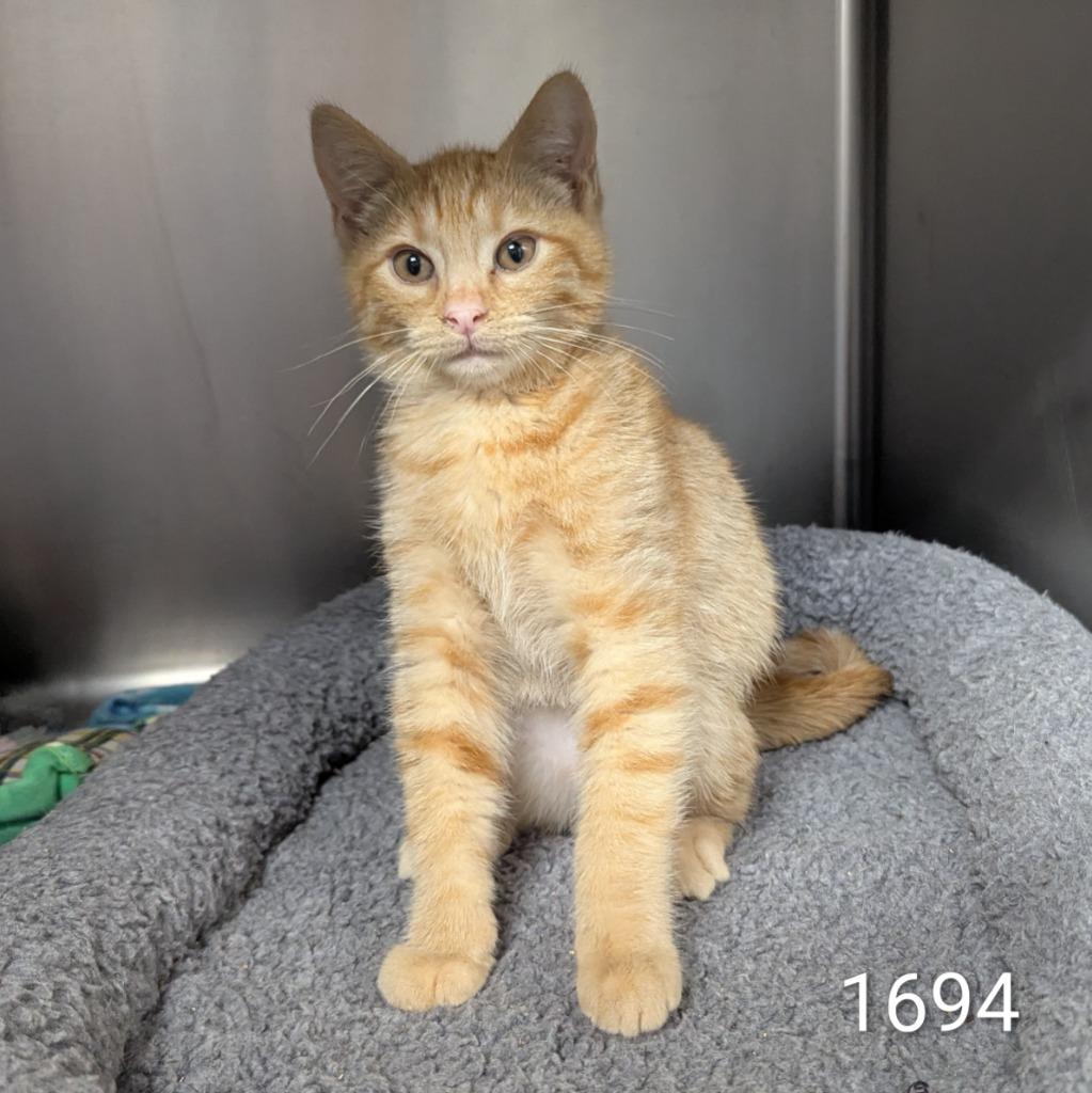 Mexican Pizza, Adoptable, Kitten Male Domestic Short Hair.