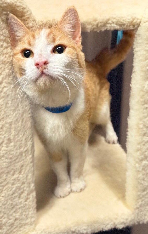 Enlarge Marmalade, a Adoptable Domestic Short Hair in Chandler, AZ image 1/1