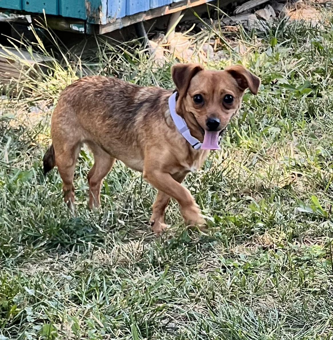 Enlarge Sally, a Adoptable Chihuahua in Lexington, KY image 6/6
