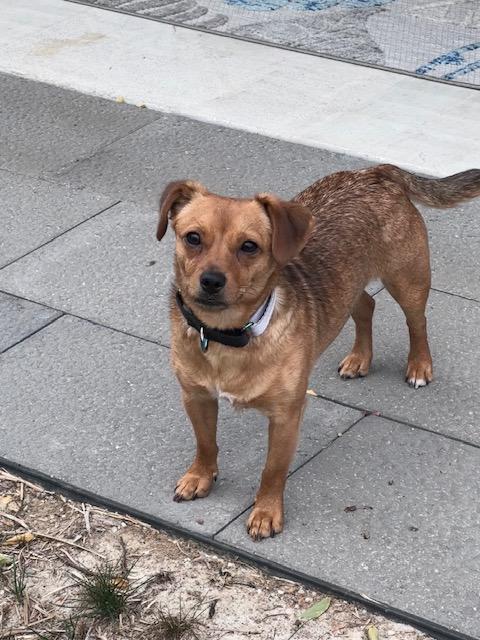 Enlarge Sally, a Adoptable Chihuahua in Lexington, KY image 2/6