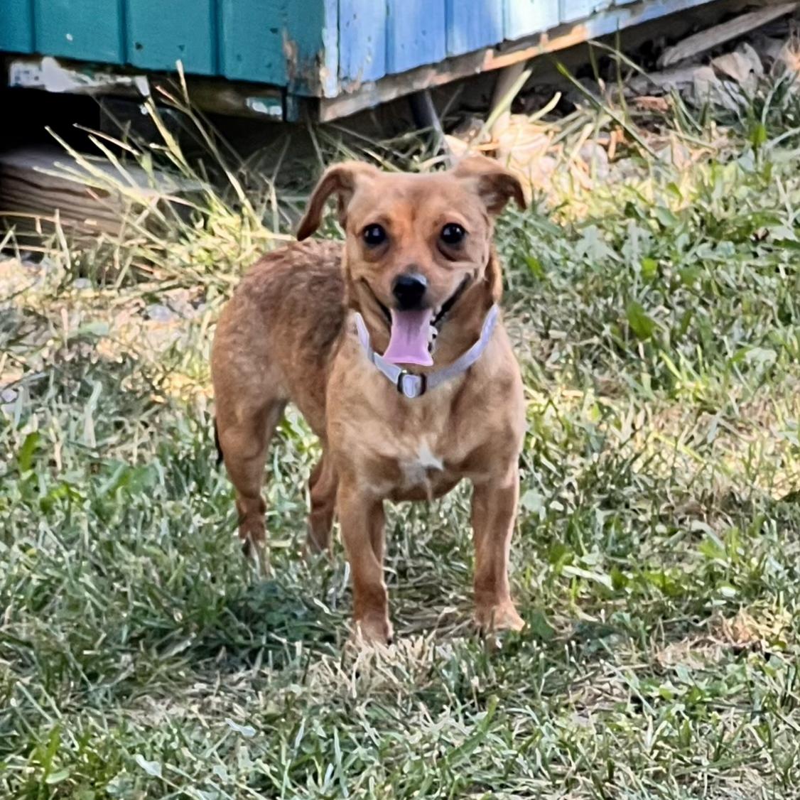 Sally, Adoptable, Adult Female Chihuahua.