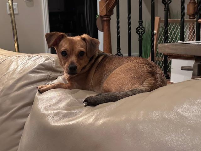 Enlarge Sally, a Adoptable Chihuahua in Lexington, KY image 4/6