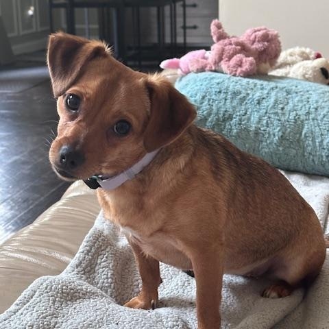 Enlarge Sally, a Adoptable Chihuahua in Lexington, KY image 5/6