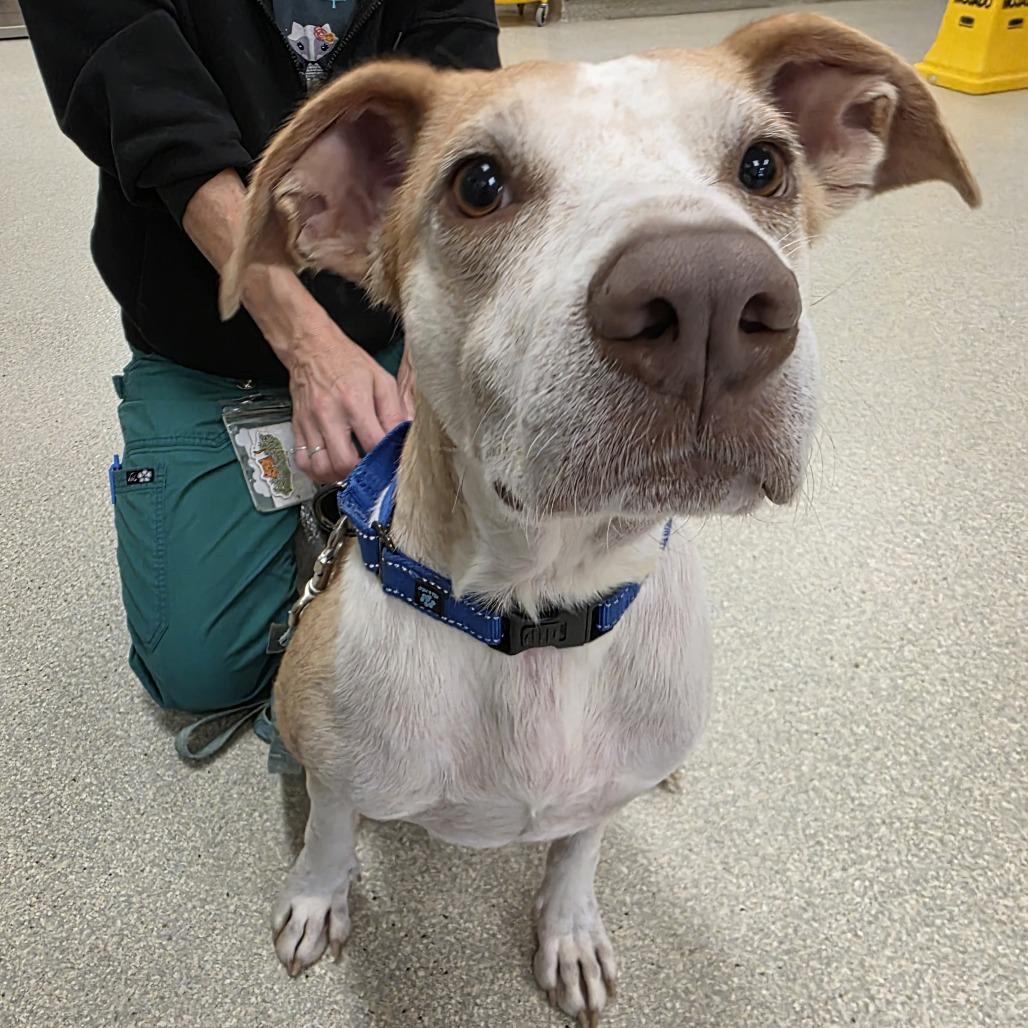 Cisco, Adoptable, Adult Male Cattle Dog & Mixed Breed.