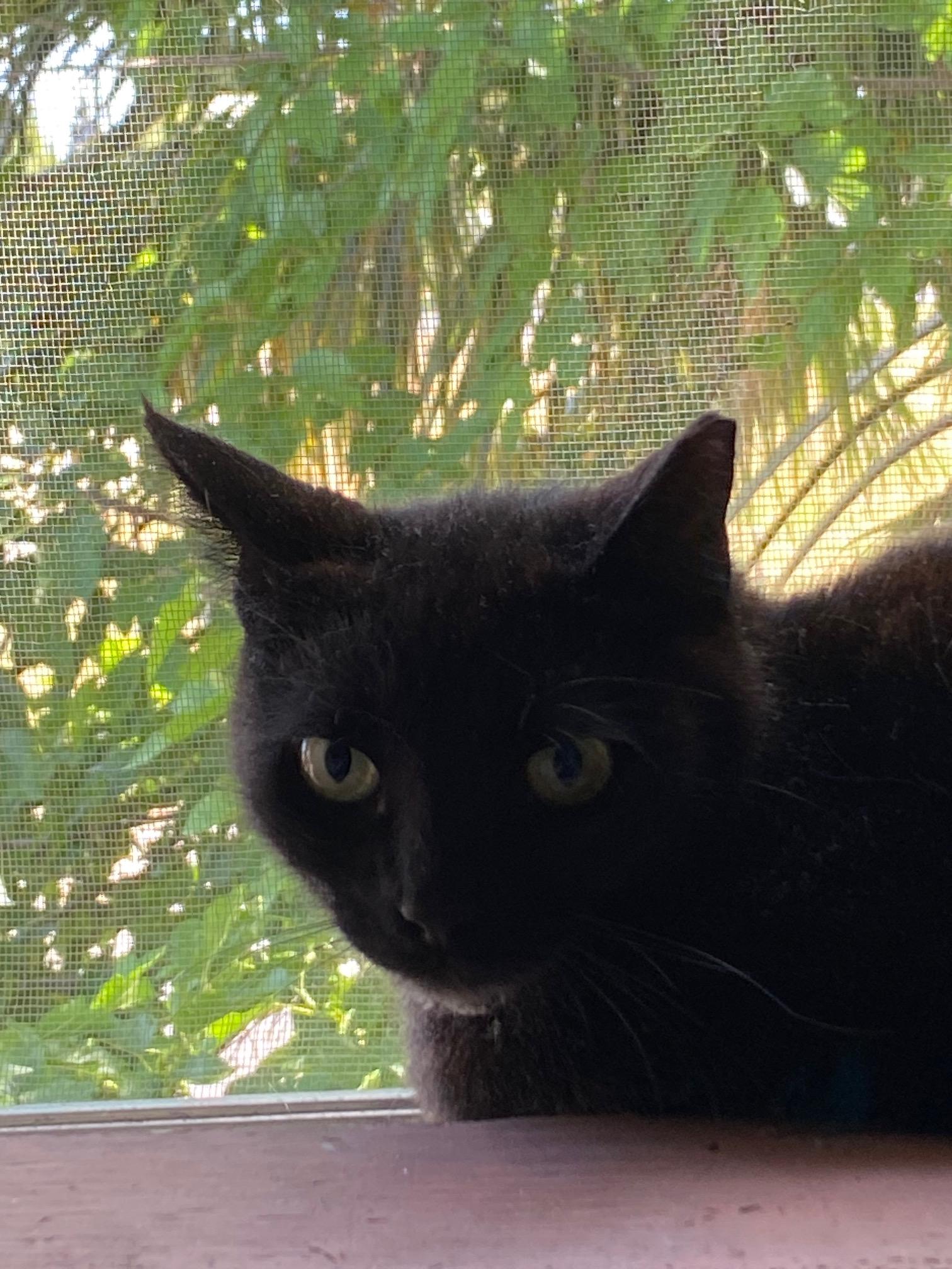 Enlarge Rosie, a Adoptable Domestic Short Hair in Lodi, CA image 2/6