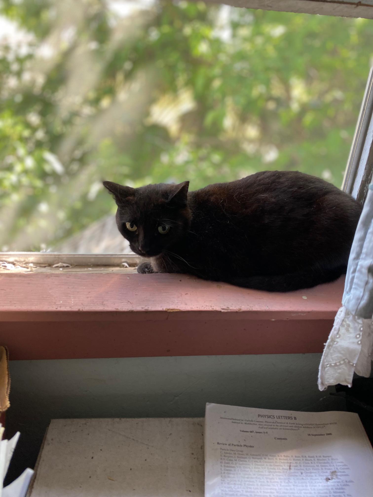 Enlarge Rosie, a Adoptable Domestic Short Hair in Lodi, CA image 5/6