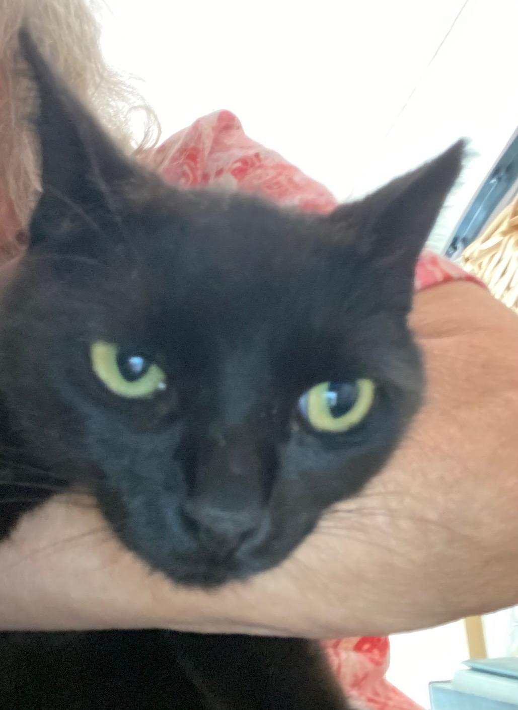 Enlarge Rosie, a Adoptable Domestic Short Hair in Lodi, CA image 3/6