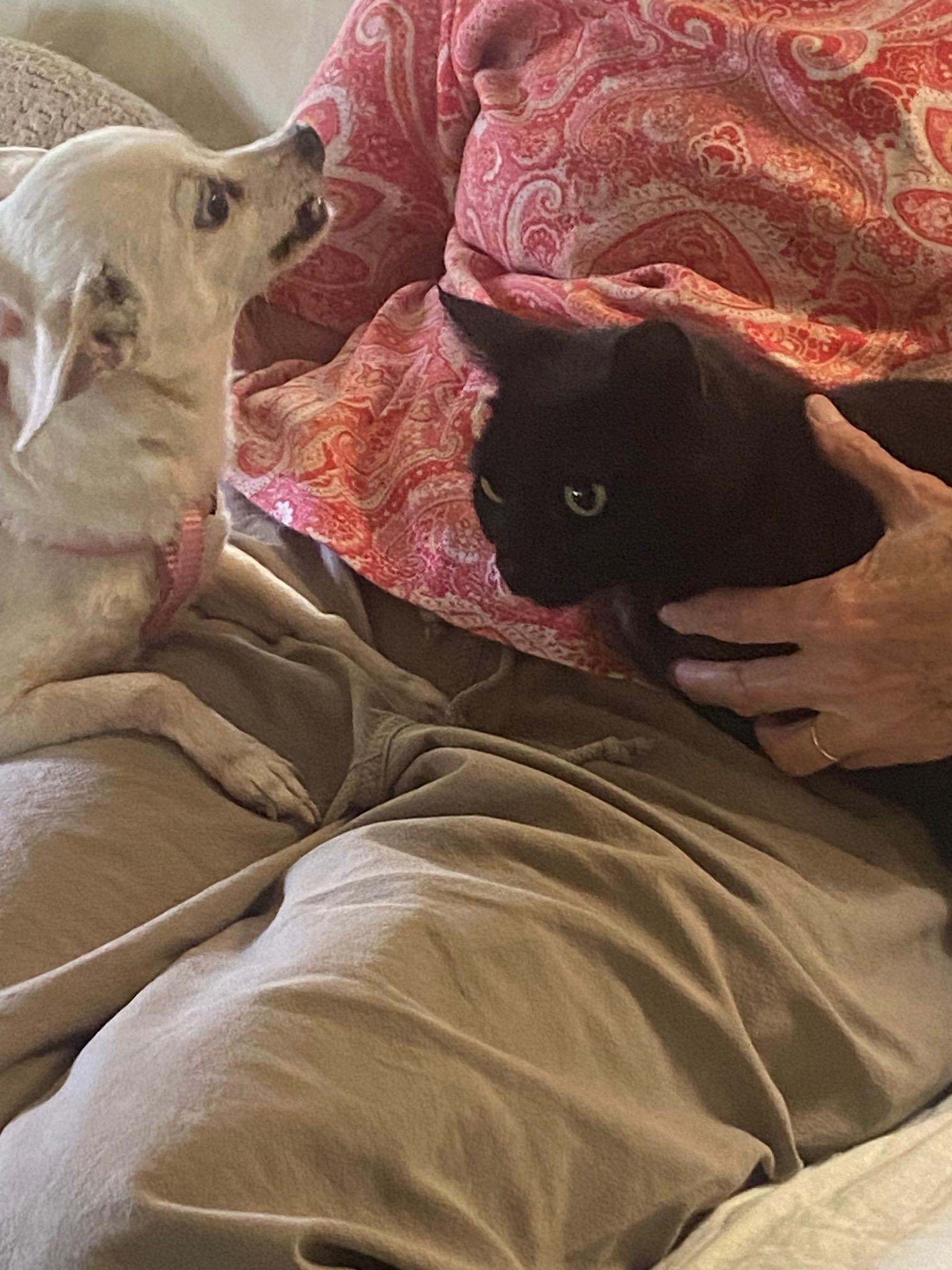 Enlarge Rosie, a Adoptable Domestic Short Hair in Lodi, CA image 4/6