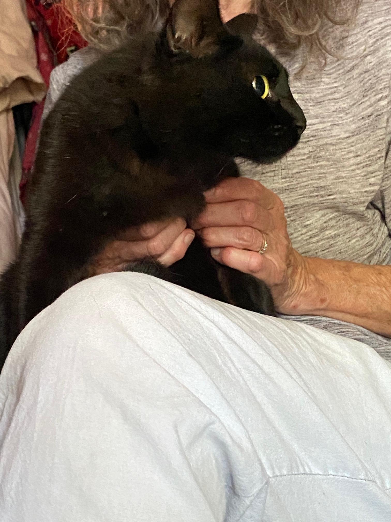 Enlarge Rosie, a Adoptable Domestic Short Hair in Lodi, CA image 6/6