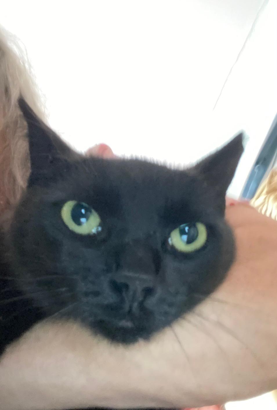 Rosie, Adult Female Domestic Short Hair
