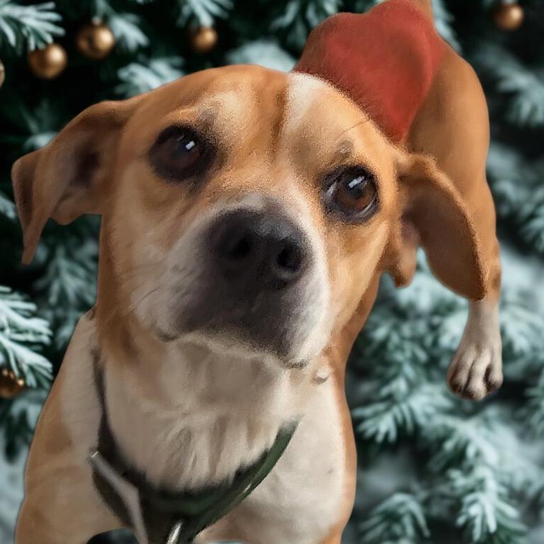 Pee Wee, Adoptable, Adult Male Terrier.