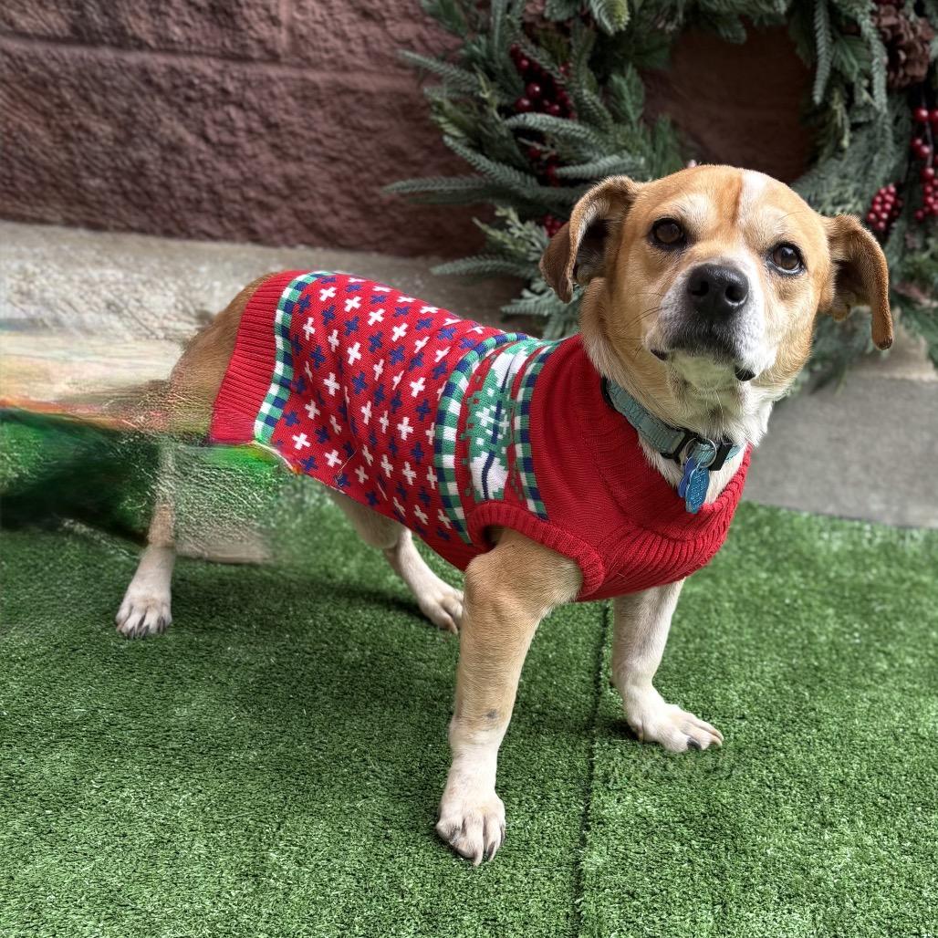 Pee Wee, Adoptable, Adult Male Terrier.