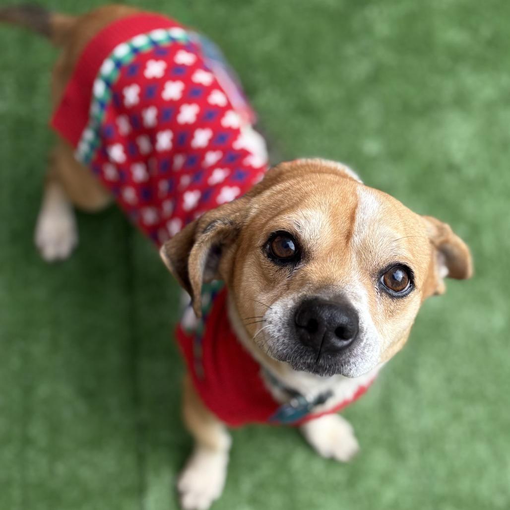 Enlarge Pee Wee, a Adoptable Terrier in Bessemer, AL image 2/6