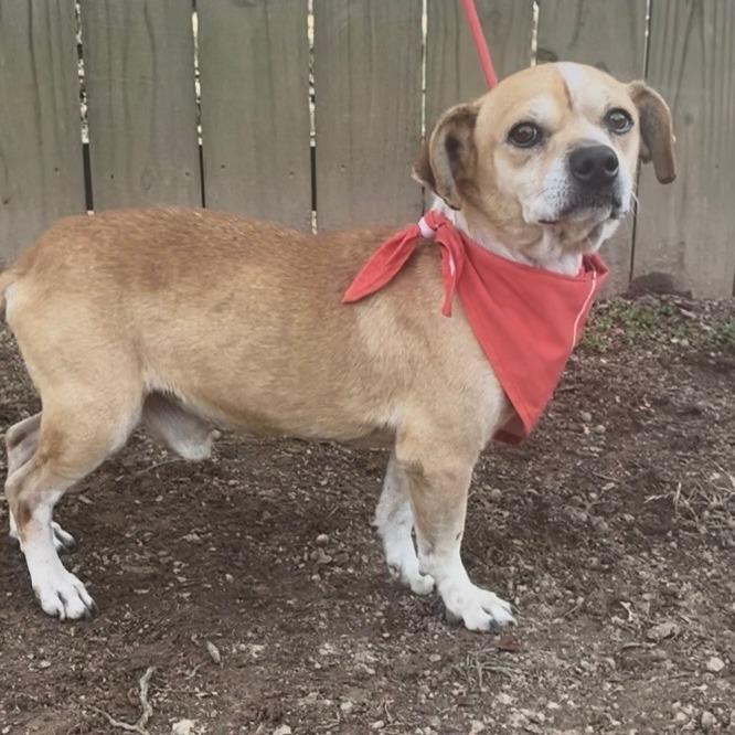 Enlarge Pee Wee, a Adoptable Terrier in Bessemer, AL image 3/6