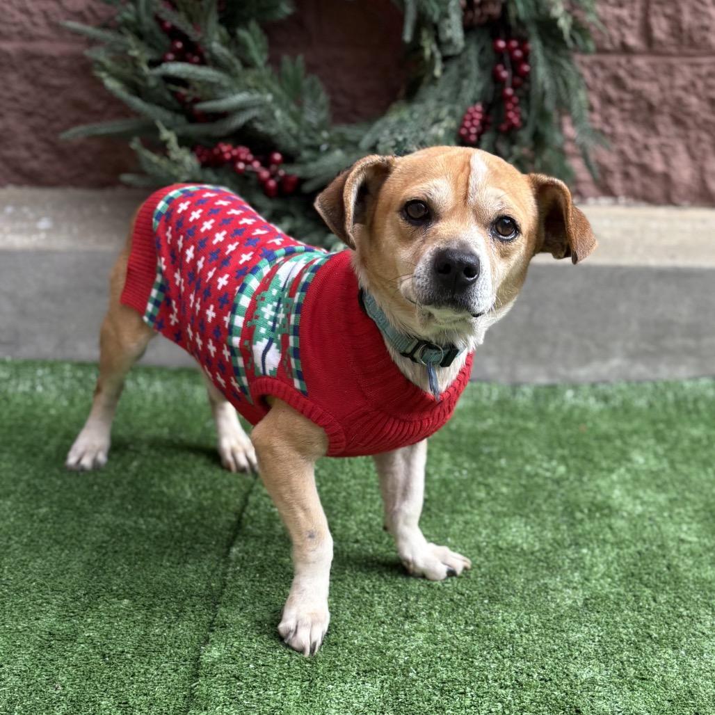 Enlarge Pee Wee, a Adoptable Terrier in Bessemer, AL image 4/6