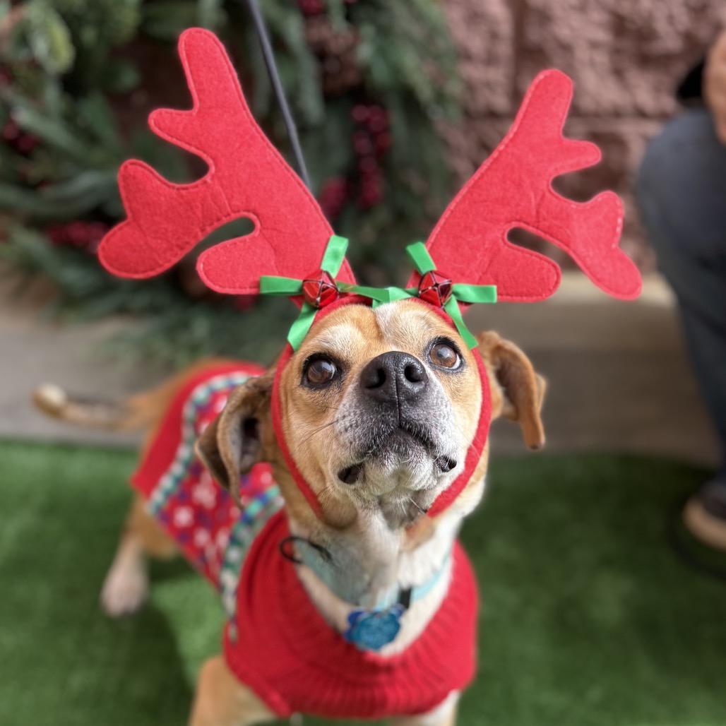 Enlarge Pee Wee, a Adoptable Terrier in Bessemer, AL image 5/6