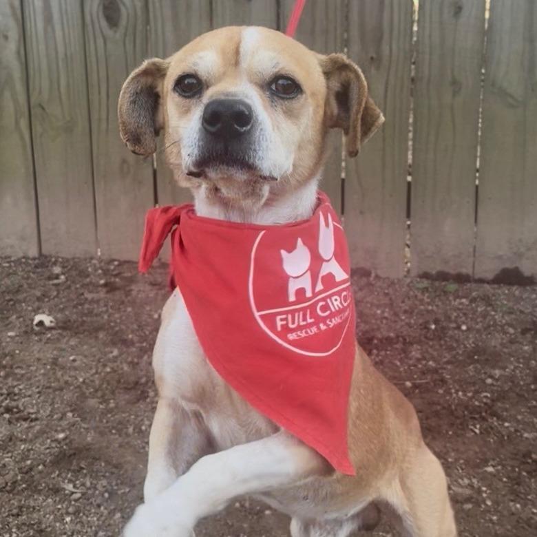 Enlarge Pee Wee, a Adoptable Terrier in Bessemer, AL image 6/6