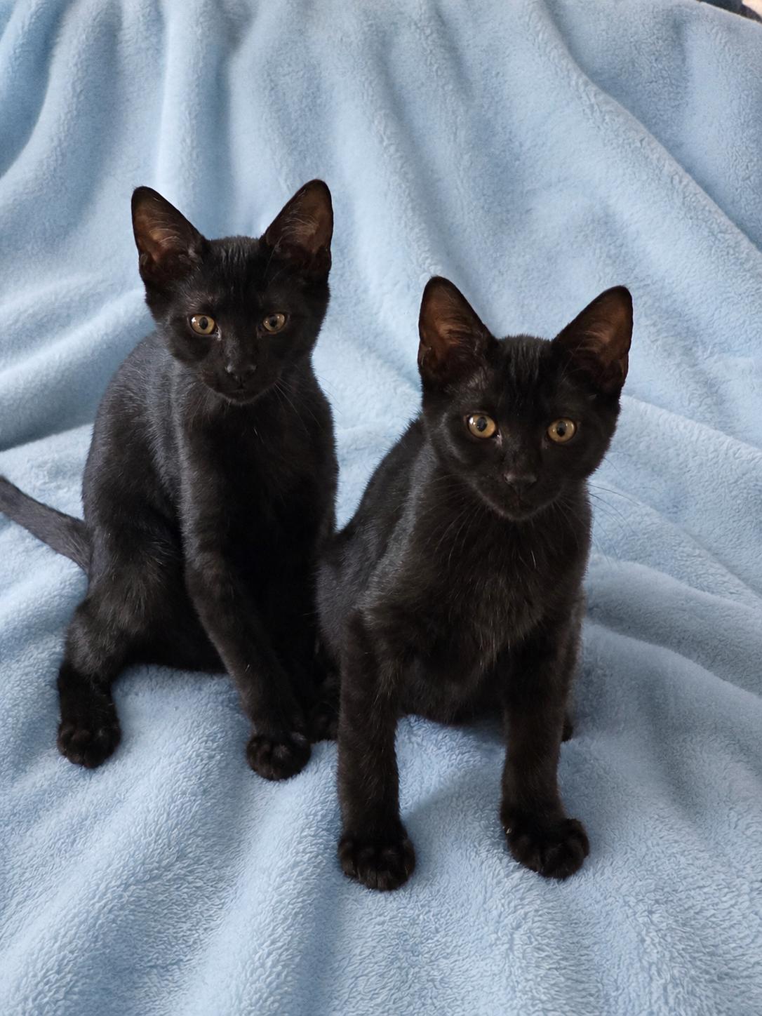Enlarge Aries & Orion, a ADOPTABLE mixed breed in Alabaster, AL image 1/6