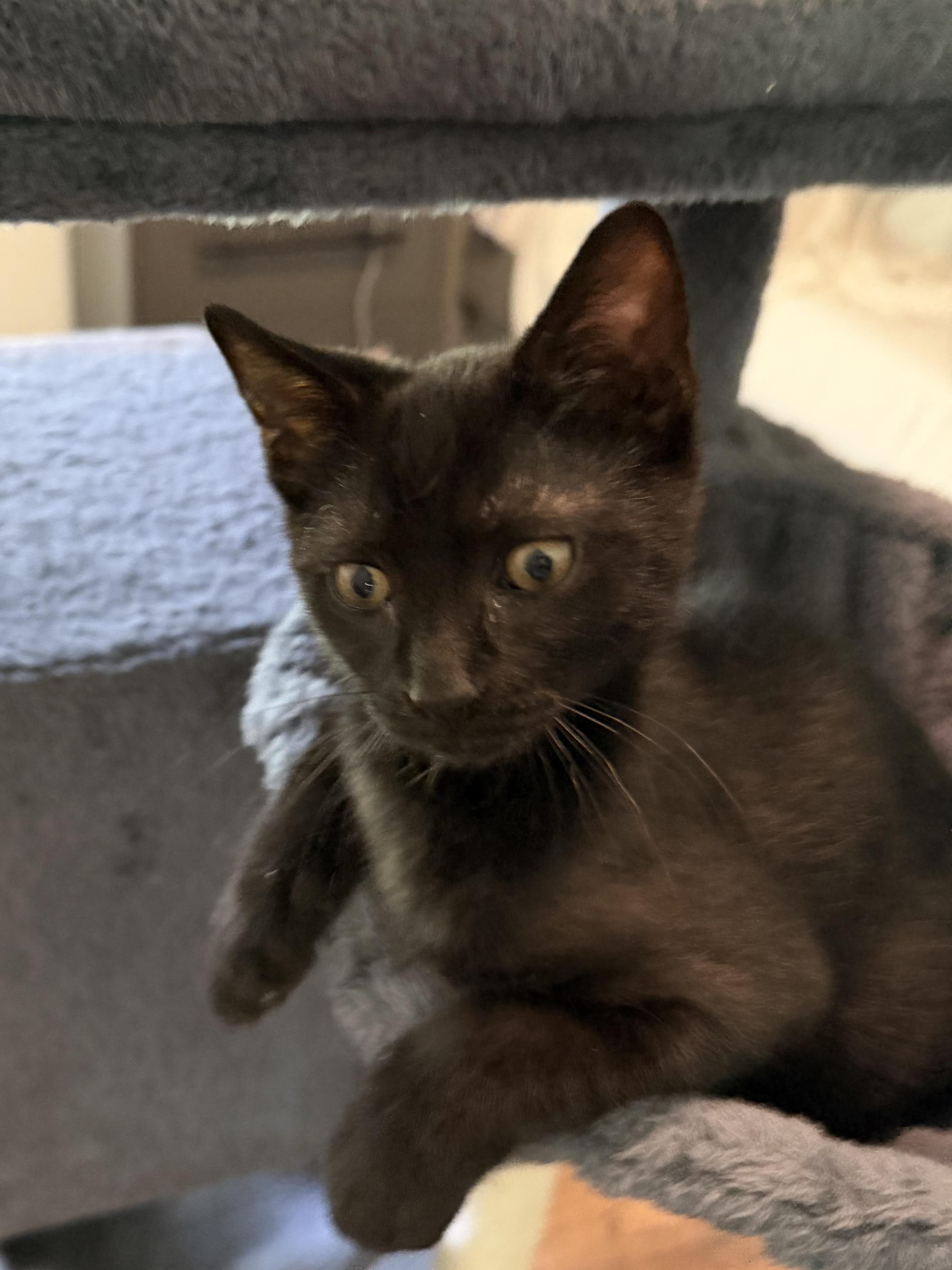 Enlarge Aries & Orion, a ADOPTABLE mixed breed in Alabaster, AL image 4/6