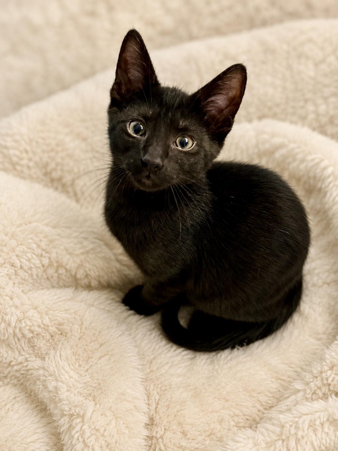 Enlarge Aries & Orion, a ADOPTABLE mixed breed in Alabaster, AL image 5/6