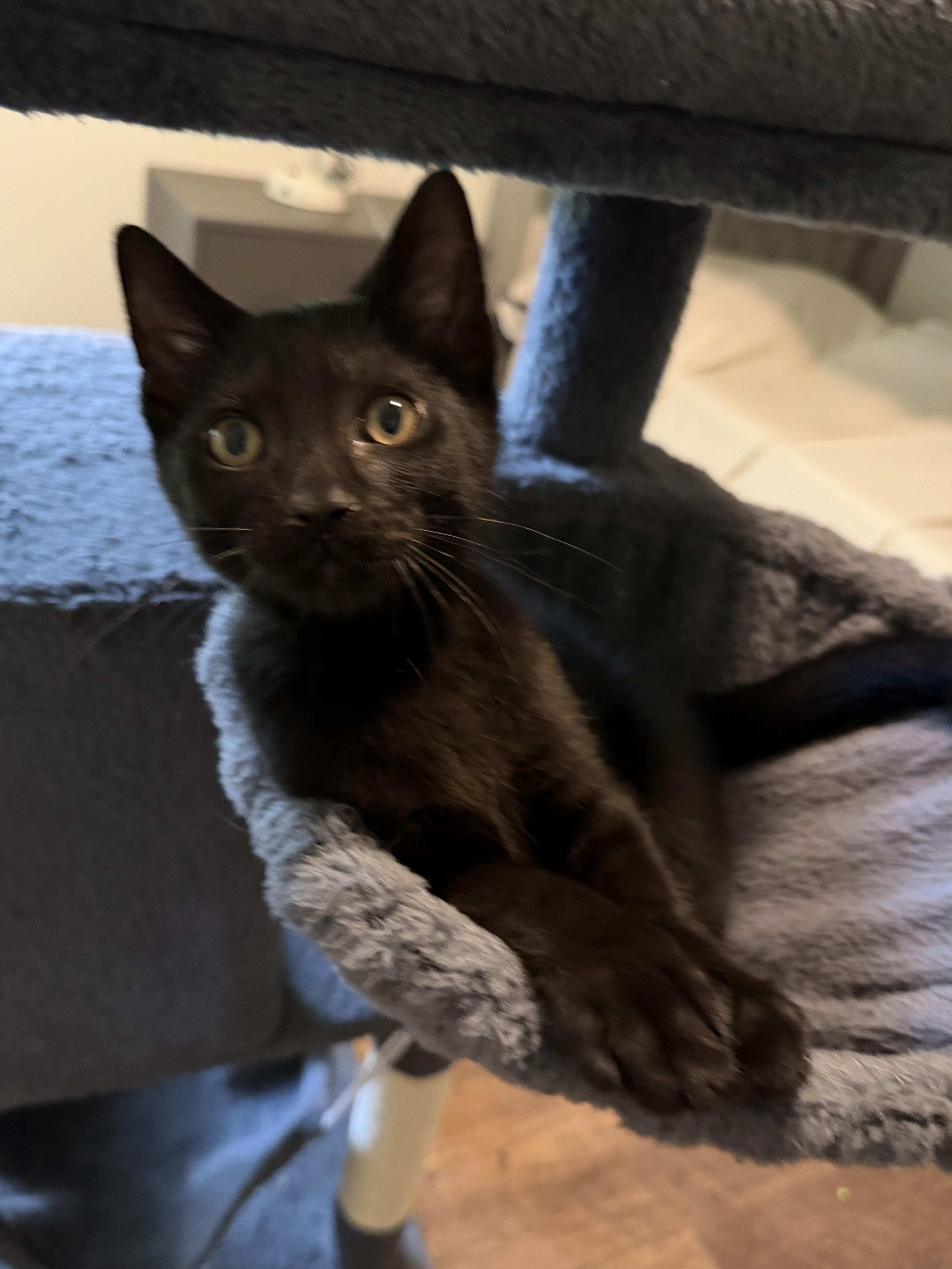 Enlarge Aries & Orion, a ADOPTABLE mixed breed in Alabaster, AL image 6/6