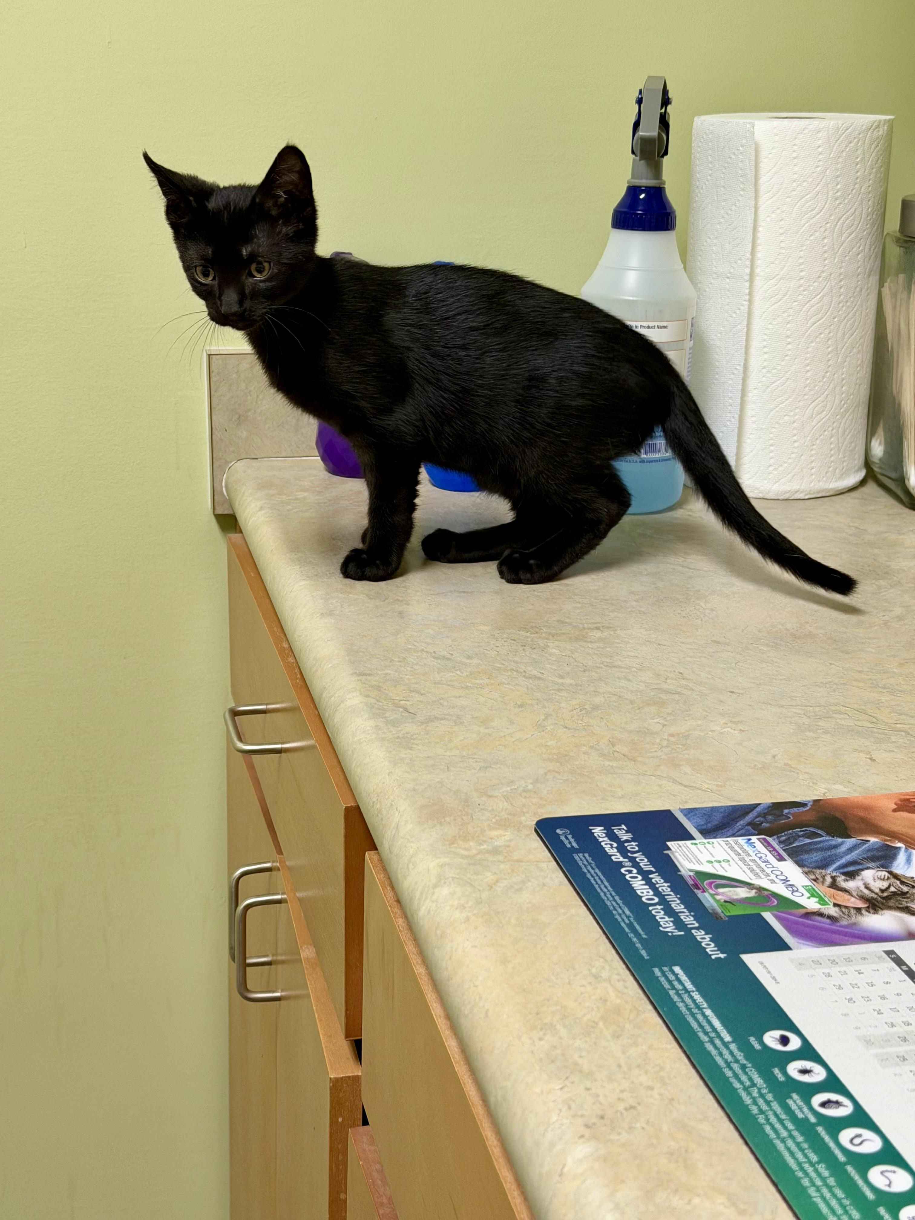 Enlarge Aries & Orion, a ADOPTABLE mixed breed in Alabaster, AL image 2/6