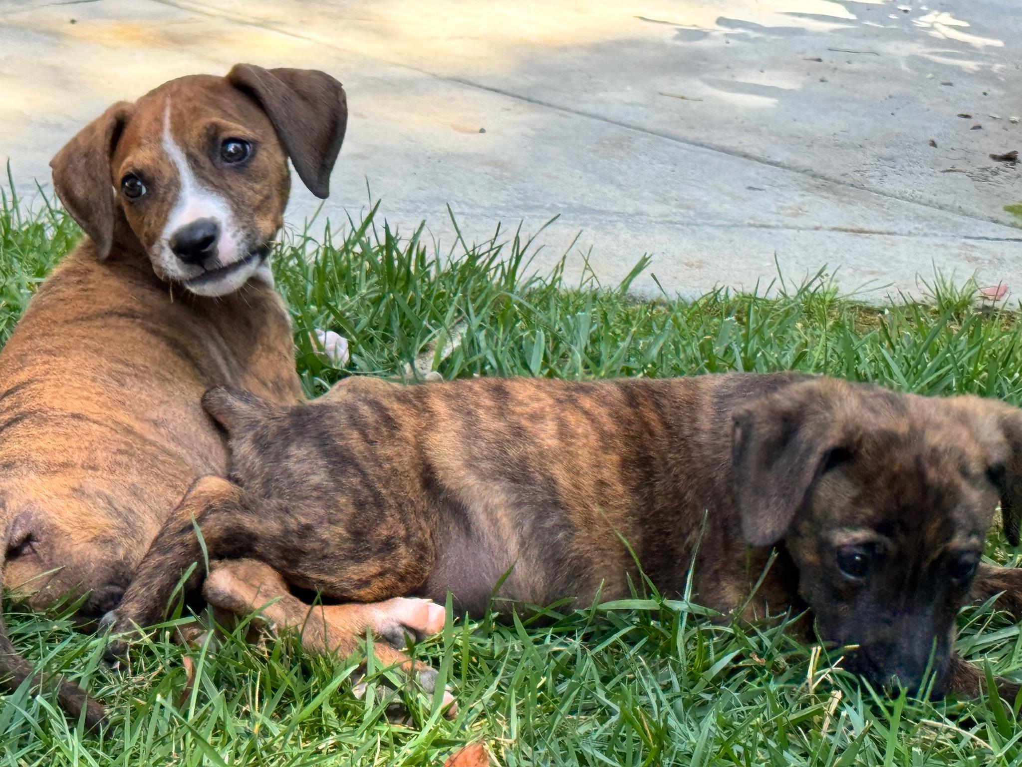 Enlarge Cora, an adopted mixed breed in Redondo beach , CA image 5/6