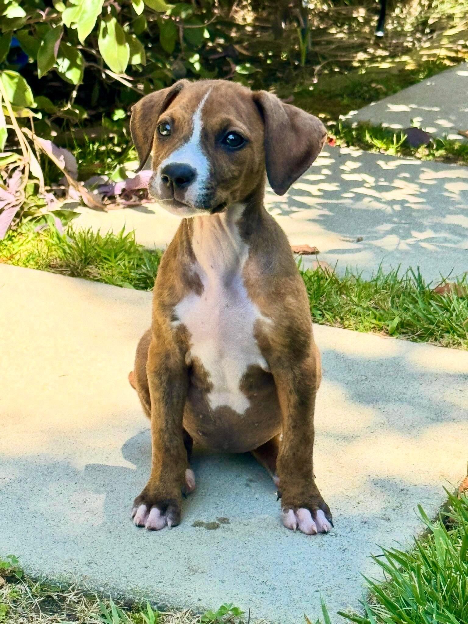 Cora, adopted, Puppy Female Boxer.