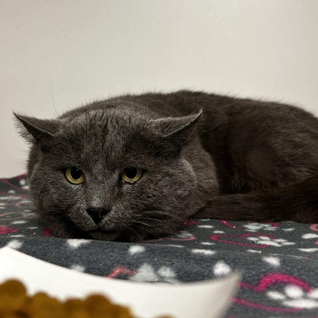 Enlarge Lolly, a Adoptable Domestic Short Hair in Philadelphia, PA image 2/2