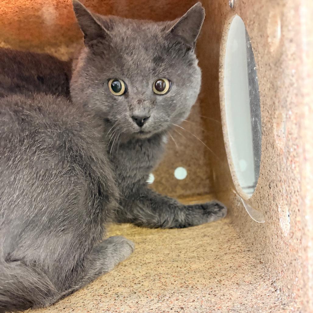 Enlarge Lolly, a Adoptable Domestic Short Hair in Philadelphia, PA image 1/1