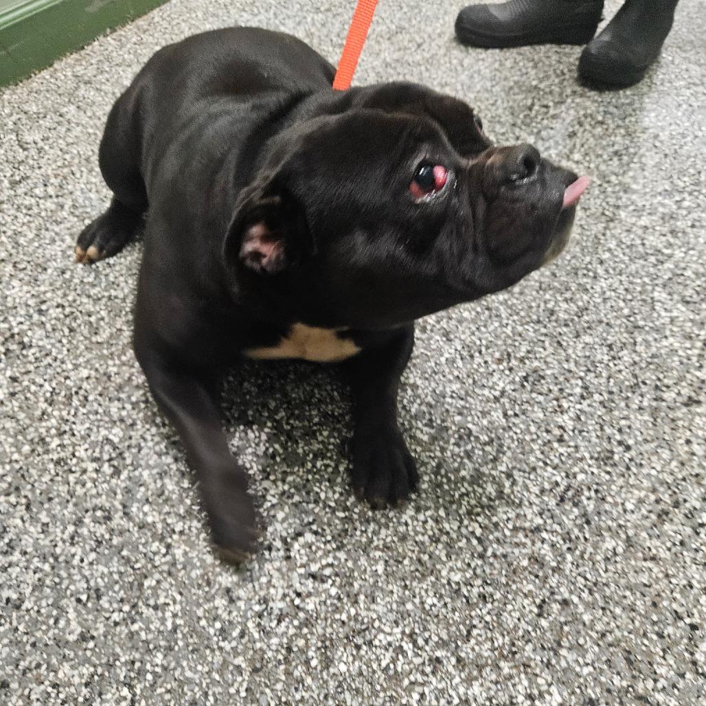 Enlarge Selena, a Adoptable English Bulldog in LaGrange, GA image 1/1