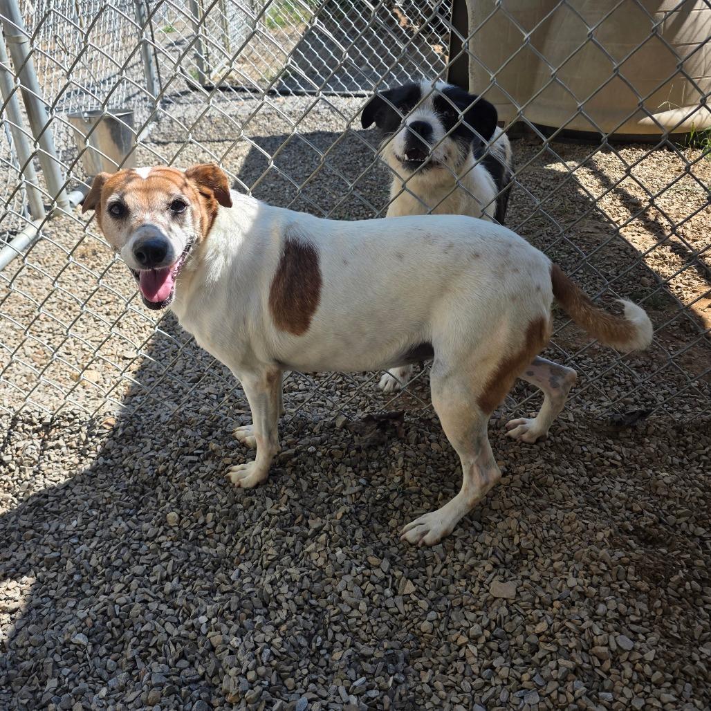 Enlarge Charlotte, a Adoptable mixed breed in Marble, NC image 1/2