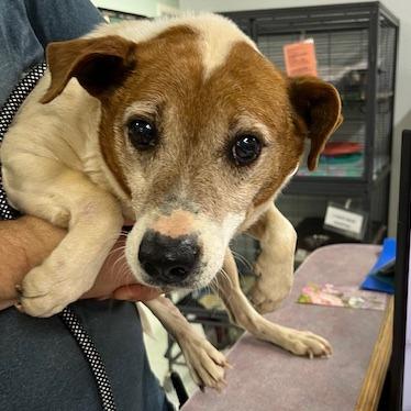 Charlotte, Adoptable, Adult Female Feist & Mixed Breed.