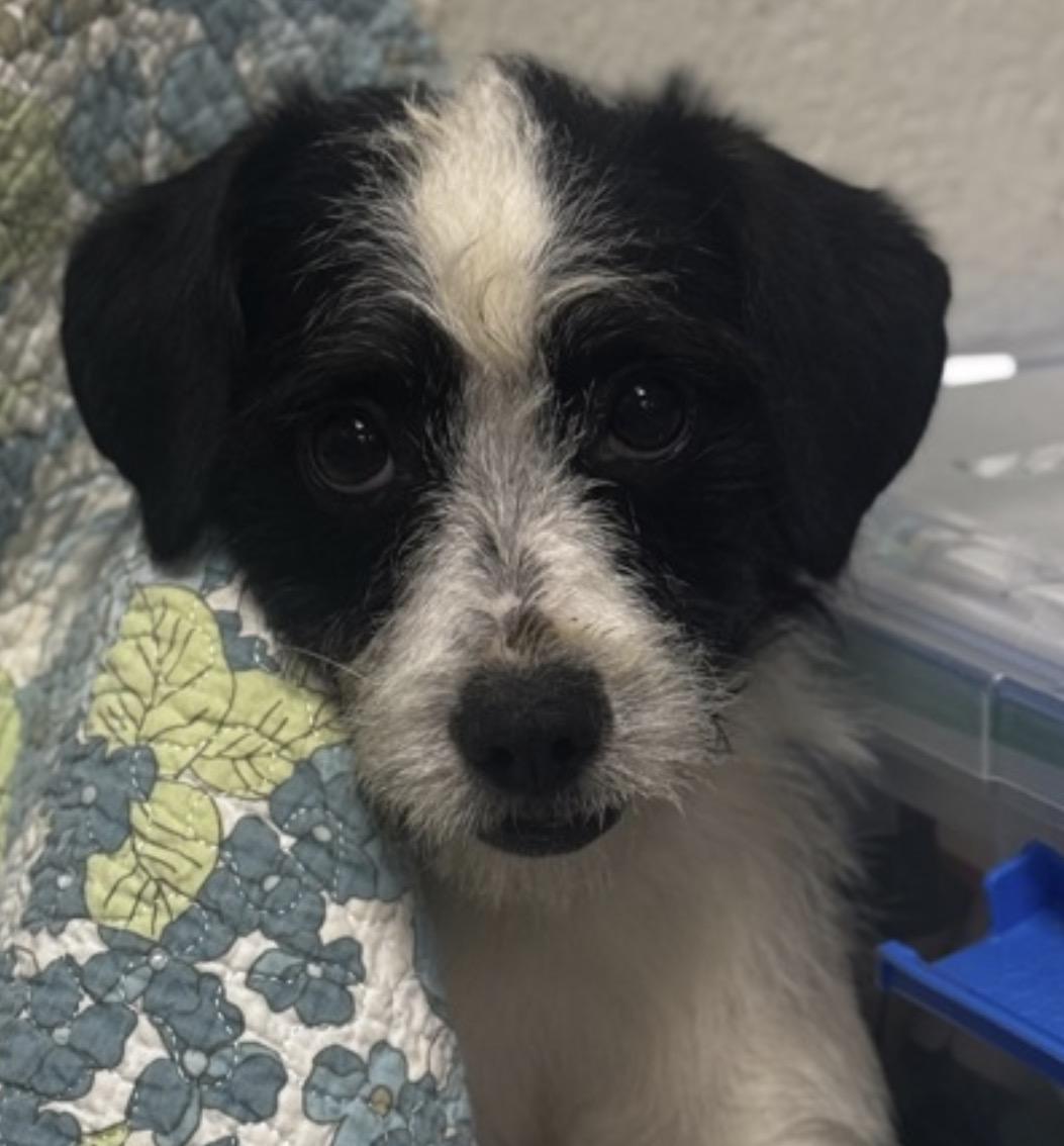 Enlarge Georgia Peach, a ADOPTABLE mixed breed in Wayne , NJ image 3/3