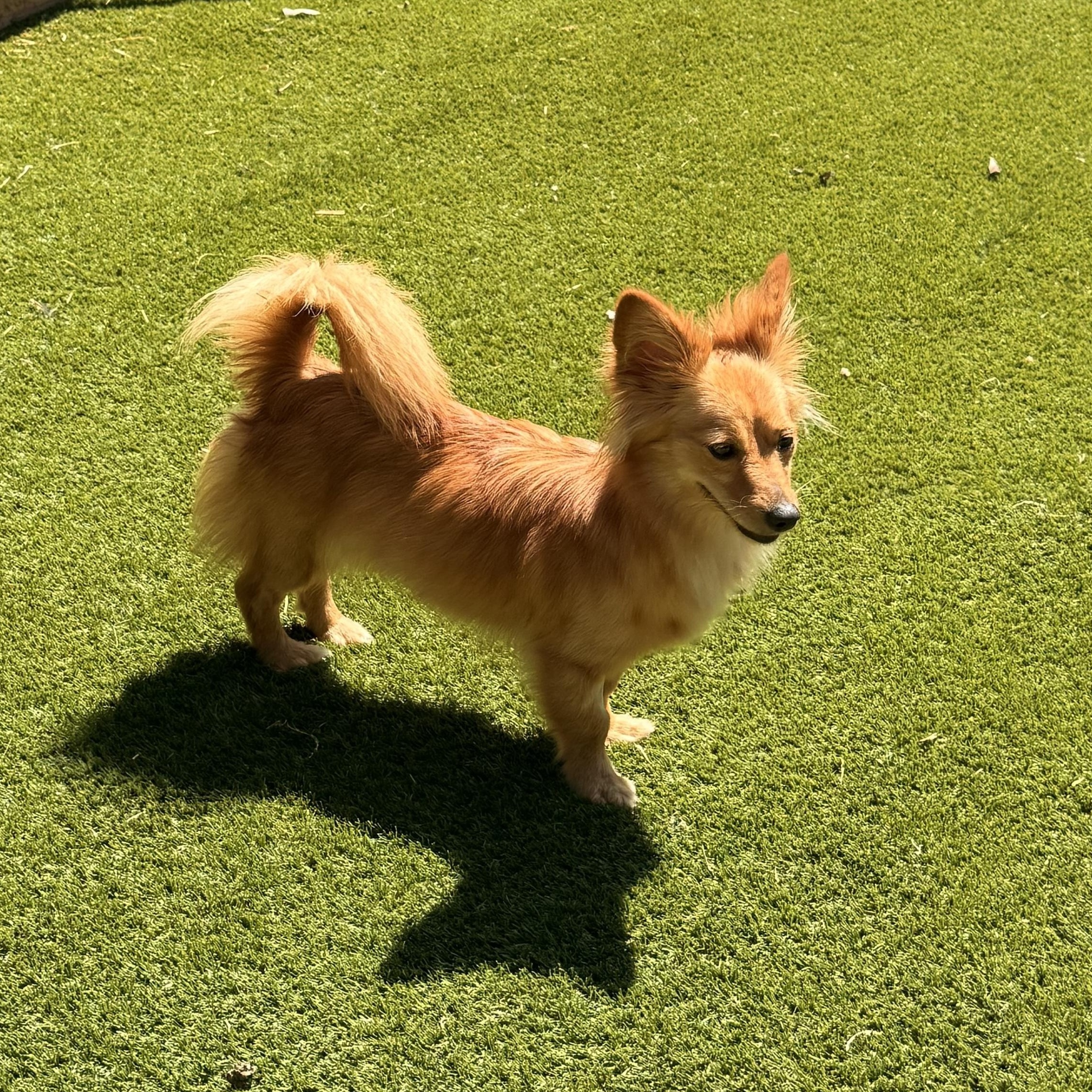 Enlarge Mellie, a Adoptable mixed breed in Texarkana, TX image 2/4