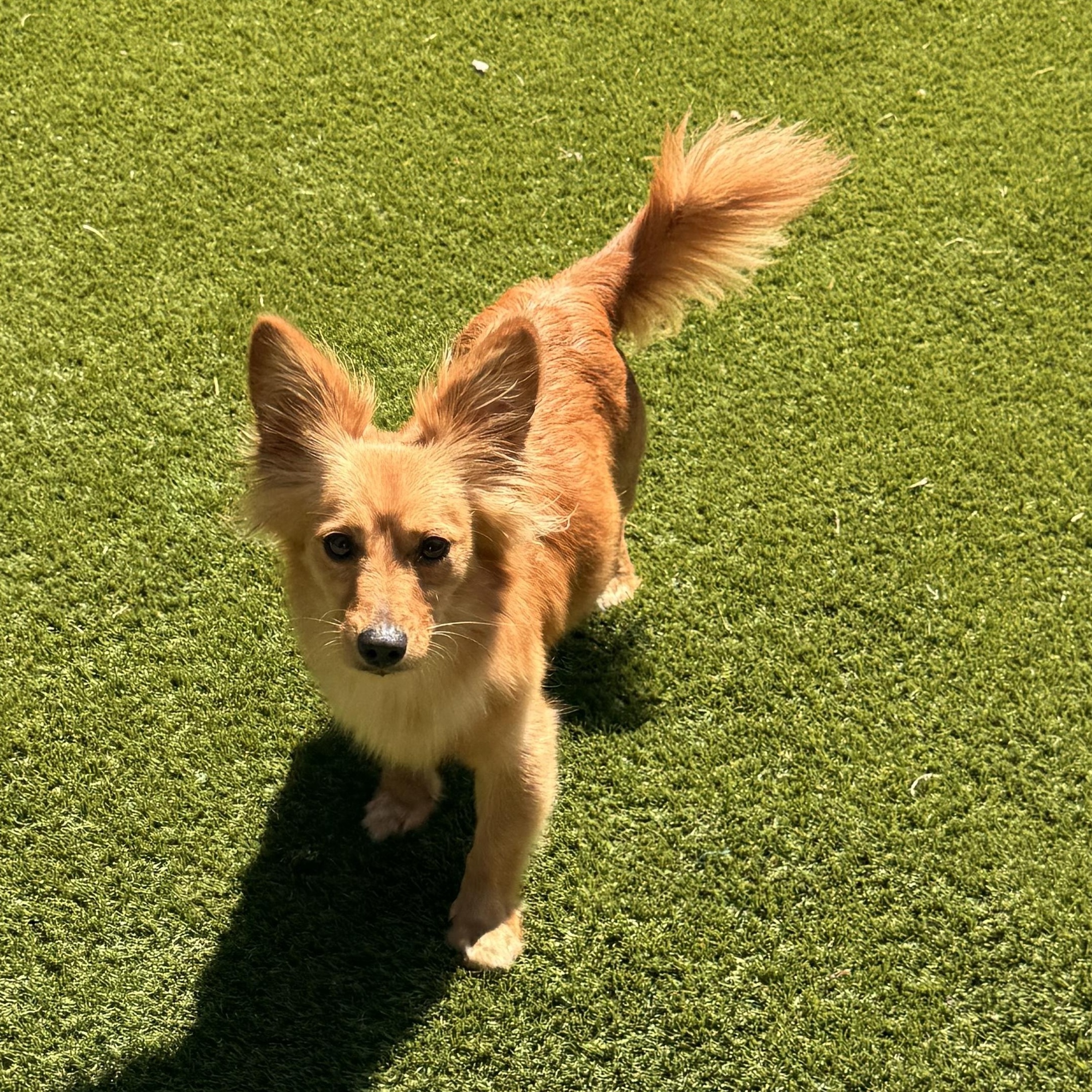 Enlarge Mellie, a Adoptable mixed breed in Texarkana, TX image 3/4