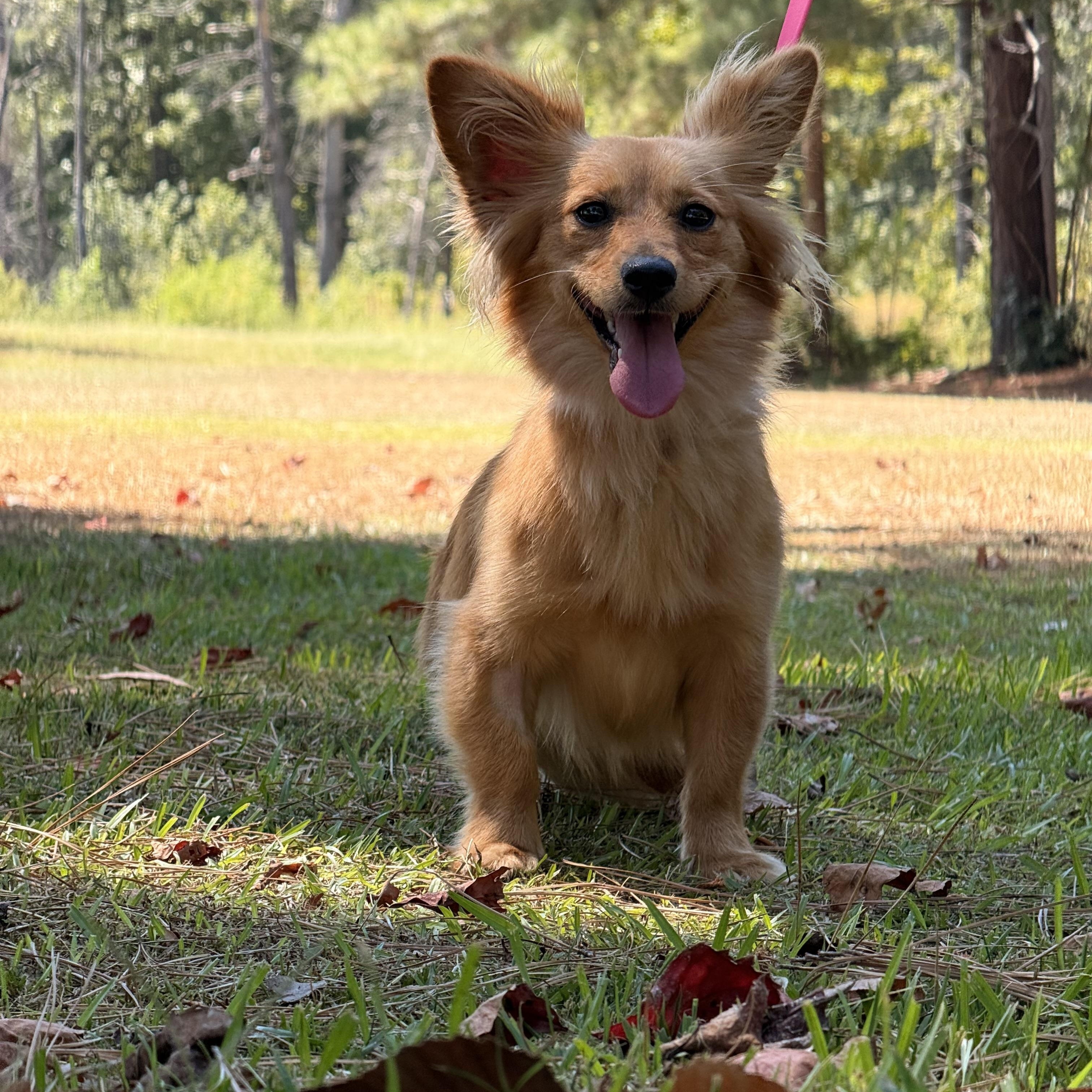 Enlarge Mellie, a Adoptable mixed breed in Texarkana, TX image 4/4