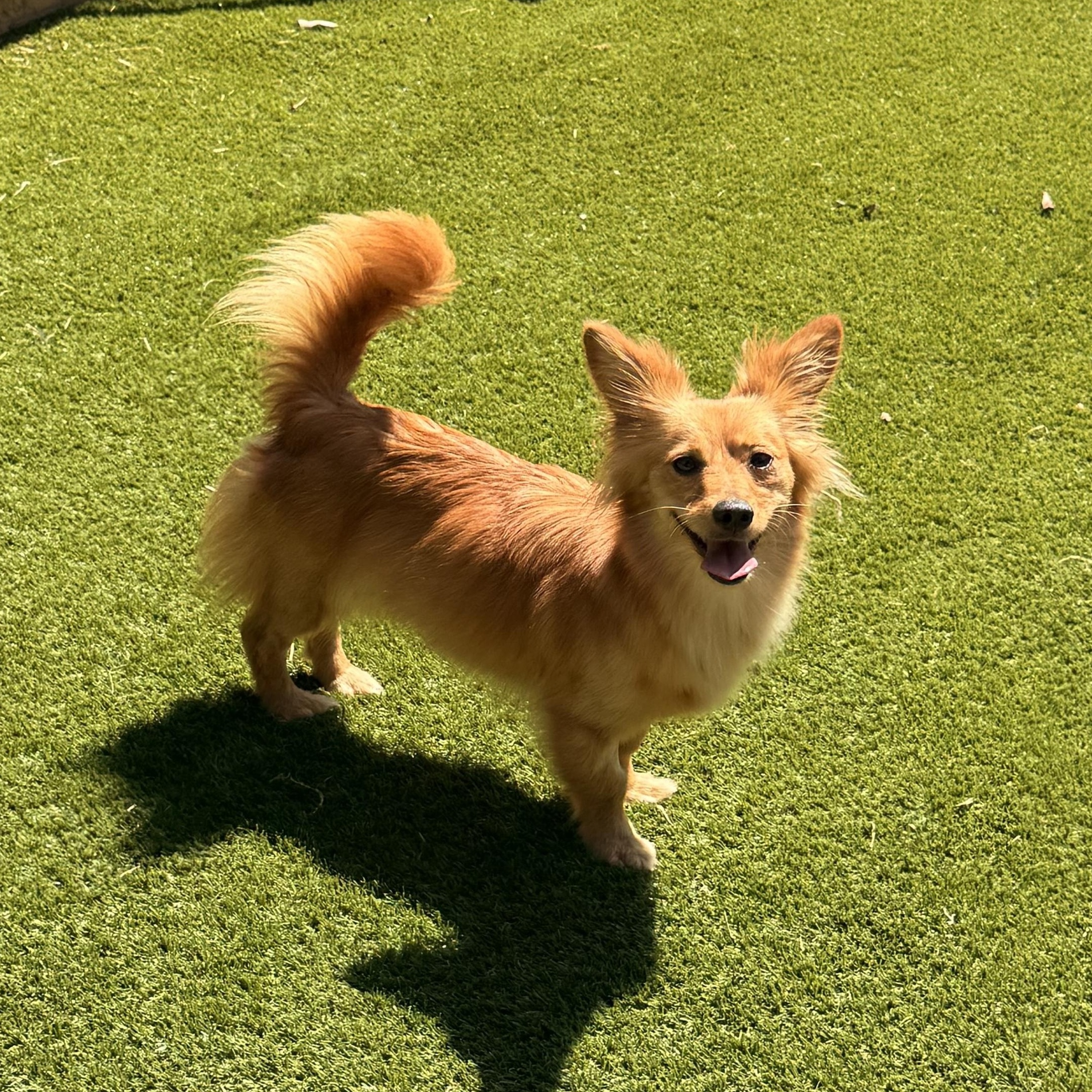 Enlarge Mellie, a Adoptable mixed breed in Texarkana, TX image 1/4