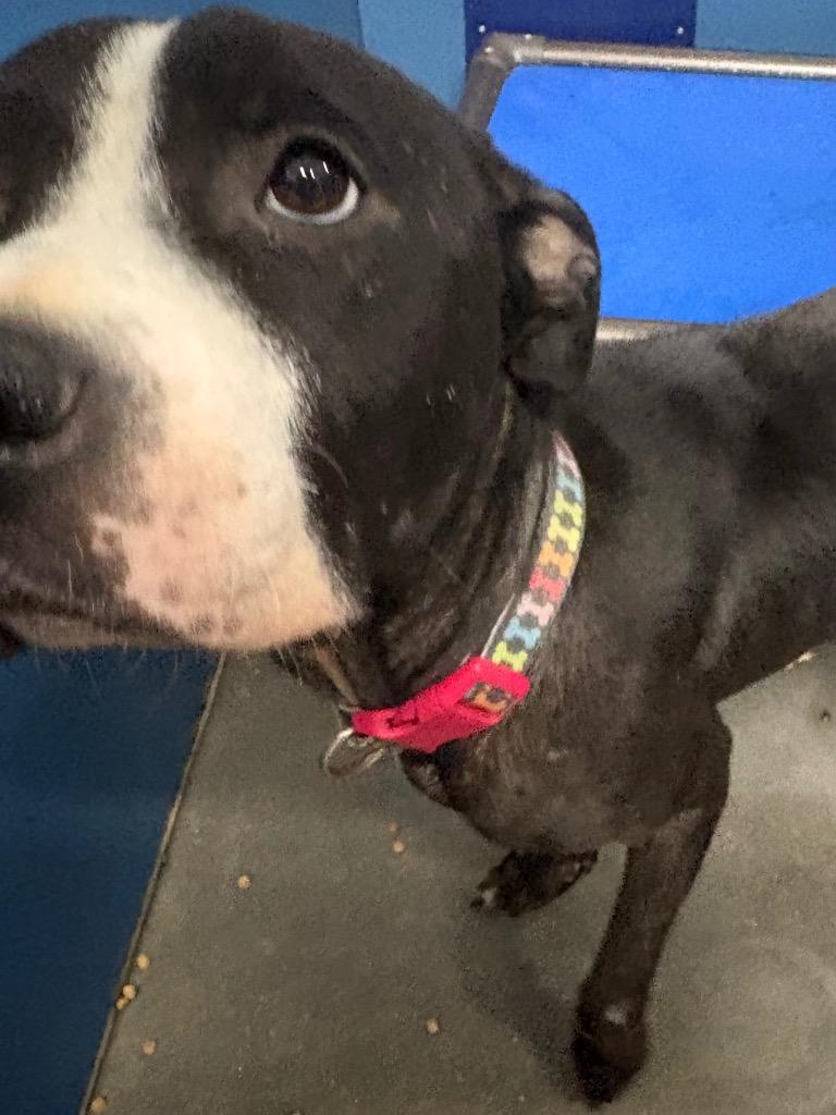 KiKi, Adoptable, Young Female Mixed Breed.