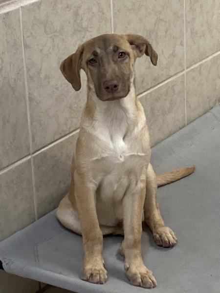 Ozzy, Adoptable, Young Male Australian Shepherd.