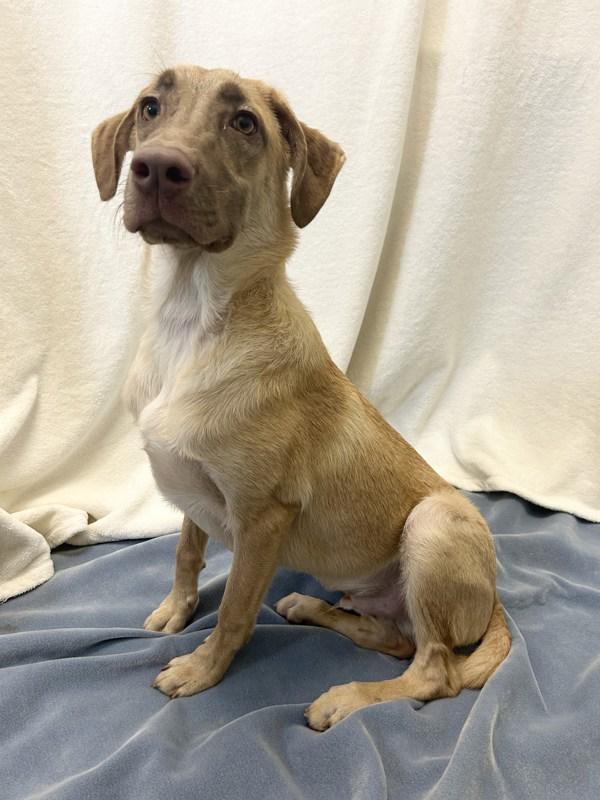 Ozzy, Adoptable, Young Male Australian Shepherd.