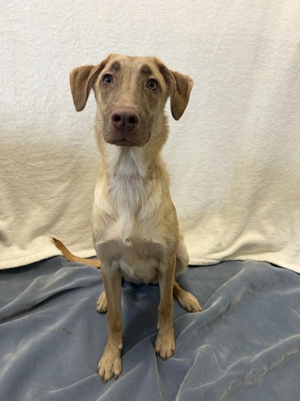 Enlarge Ozzy, a Adoptable mixed breed in Osage Beach, MO image 3/5