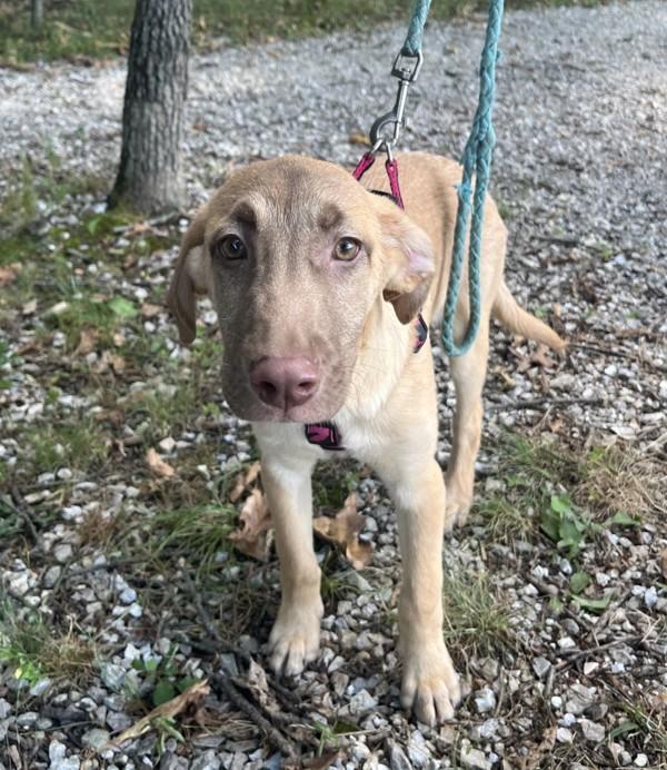 Enlarge Ozzy, a Adoptable mixed breed in Osage Beach, MO image 4/5