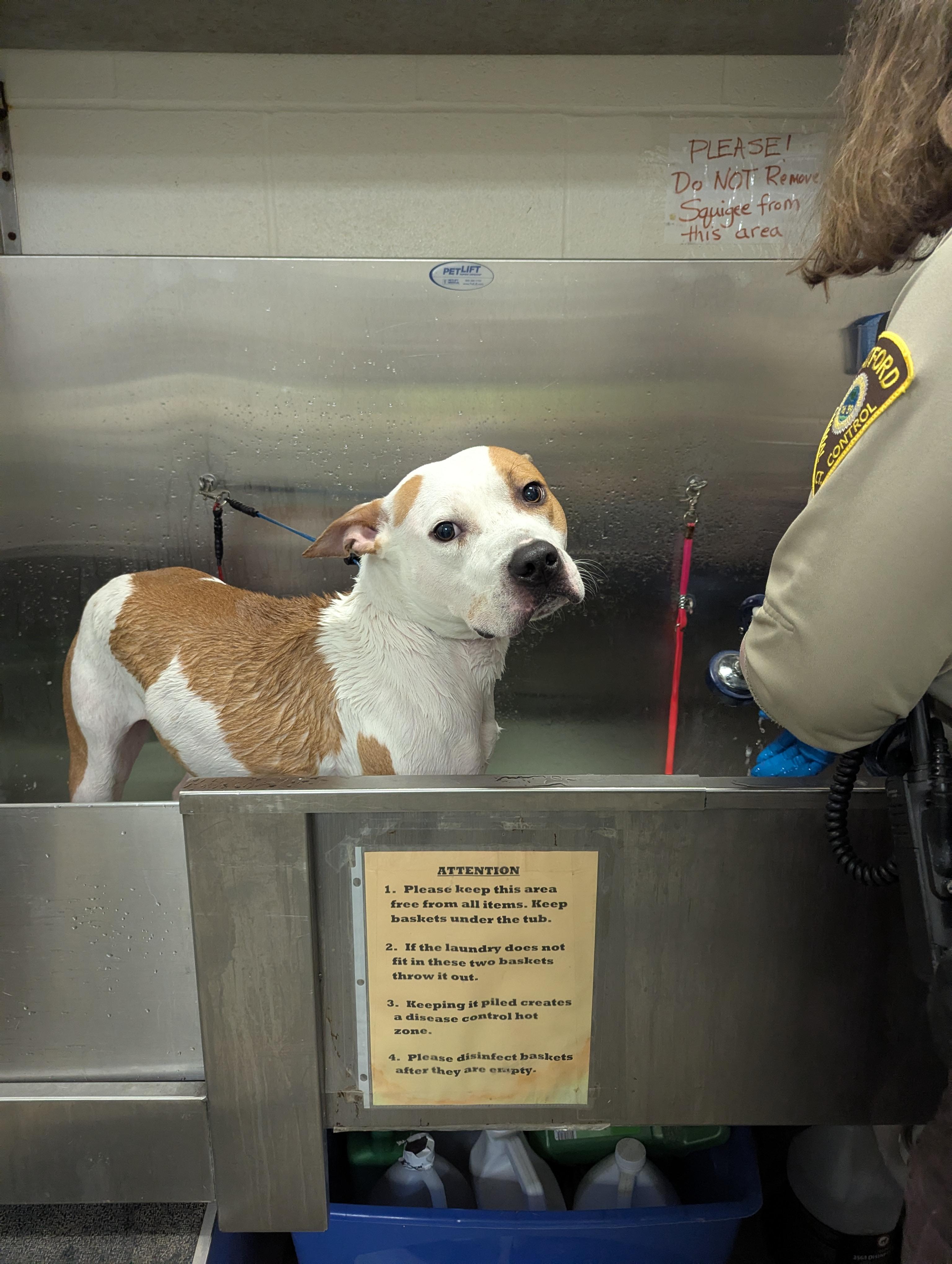 Joel 25-94, an adopted mixed breed in Stratford, CT image 3/5