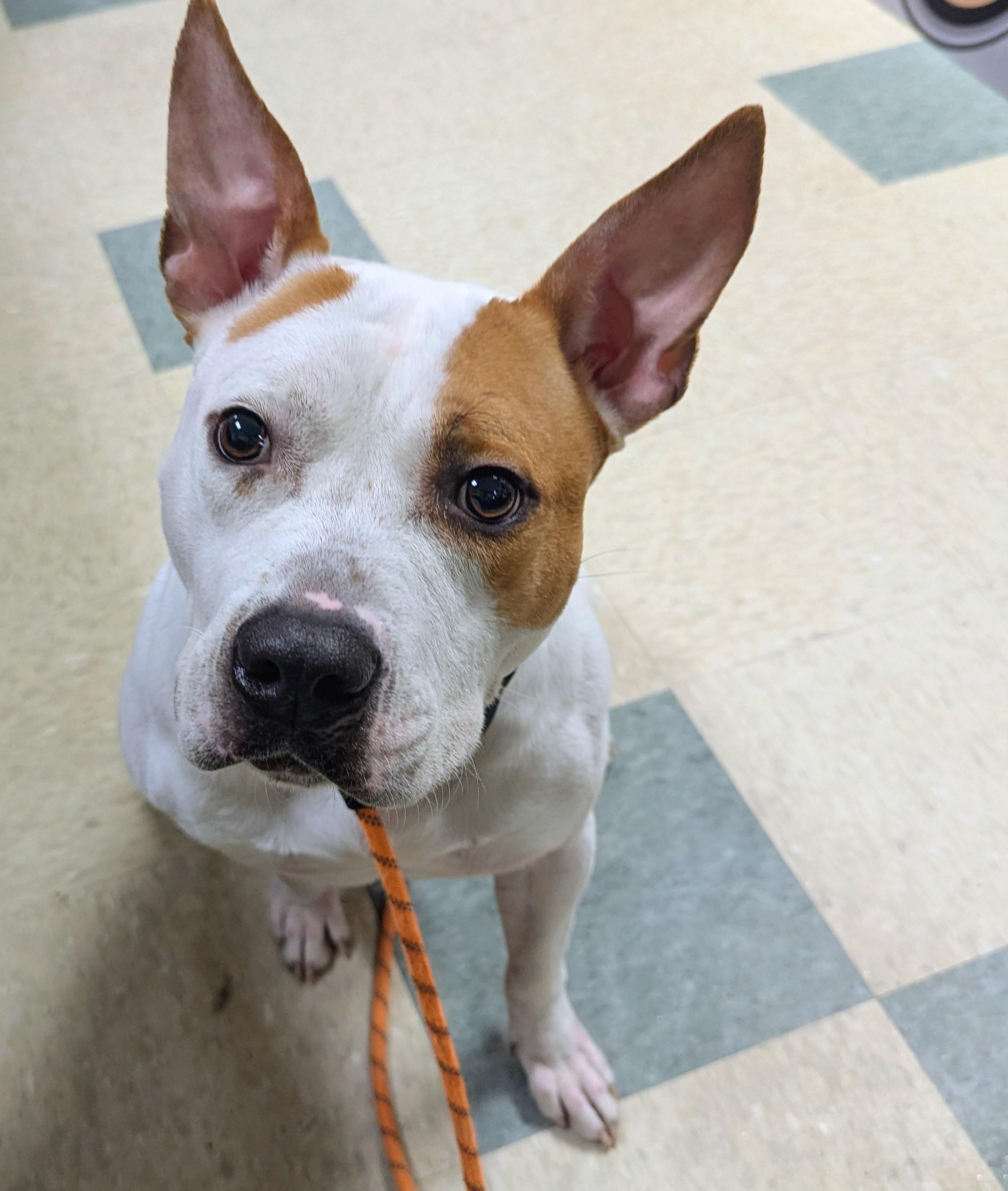 Joel 25-94, adoptable, Adult Male Pit Bull Terrier.