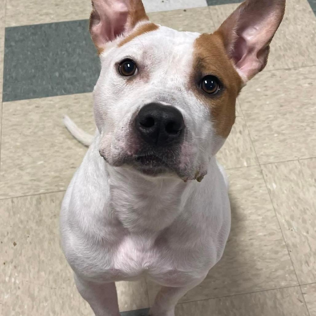 Joel 25-94, Adoptable, Adult Male Pit Bull Terrier.