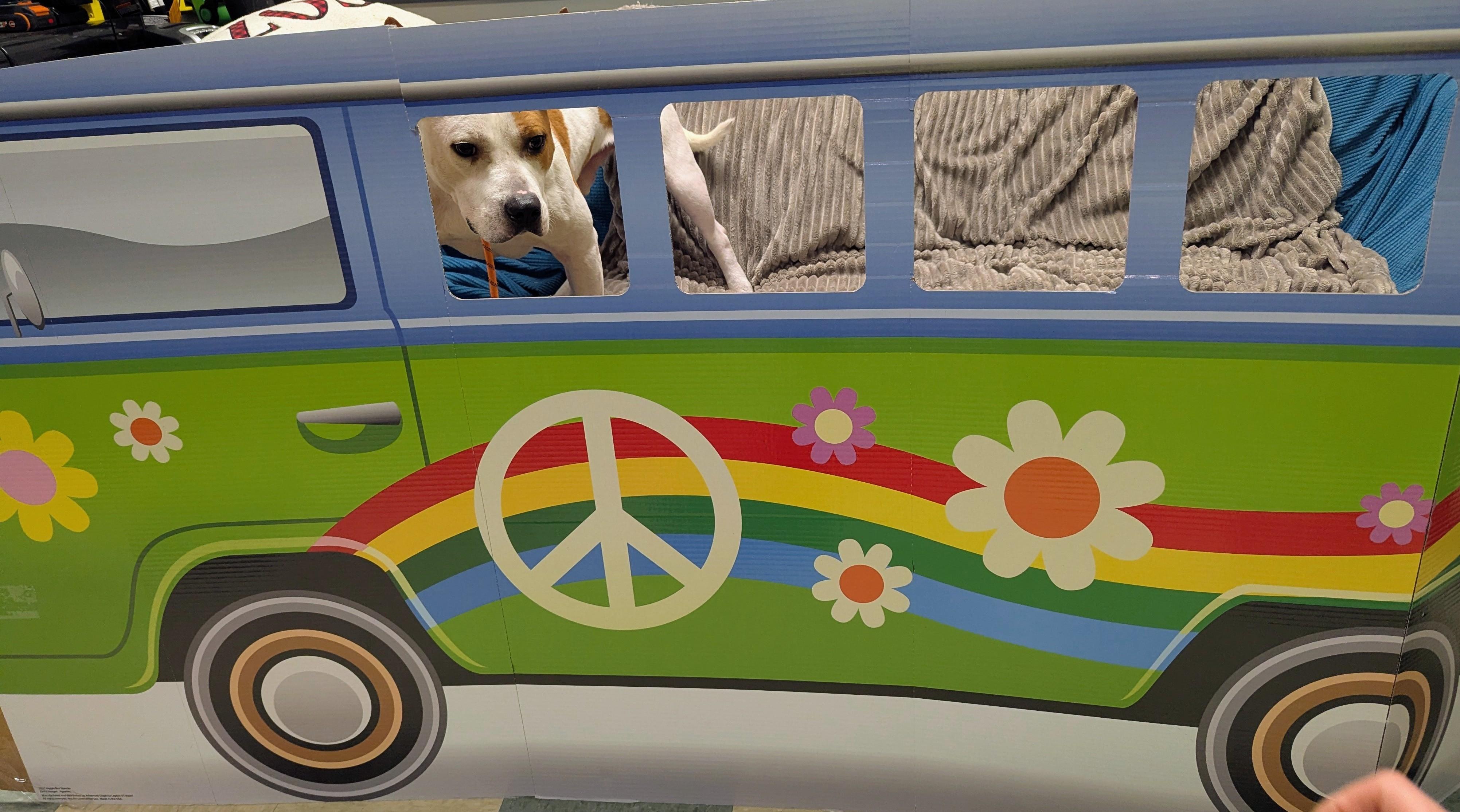 Joel 25-94, an adopted mixed breed in Stratford, CT image 4/5